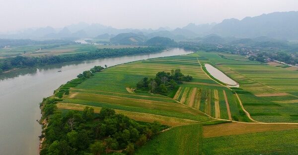 Cánh đồng đất bãi ven sông Lam ở Anh Sơn phủ những mảng màu xanh tươi như tranh vẽ